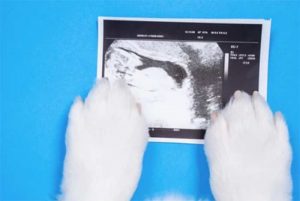 cane in gravidanza
